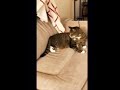 Our Cat Randomly Wakes Up To Bite And Attack His Own Tail Sooo Weird But Funny He Stops Eventually
