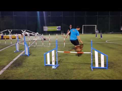 Agility Malinois A3 Greek Qualification - Pissa & Themistoklis  3rd place 1F