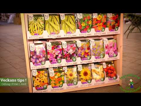 Veckans tips - Avsnitt 6 - Trädgård - Fröer