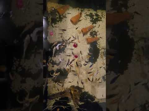 100s of Koi Fish indoor Pond Eating Bloodworms