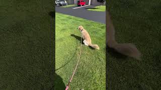 yeahhhh not risking it #dogtok #goldenretriever #rescuedog #minnesota