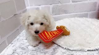 ハーフ犬の動画01