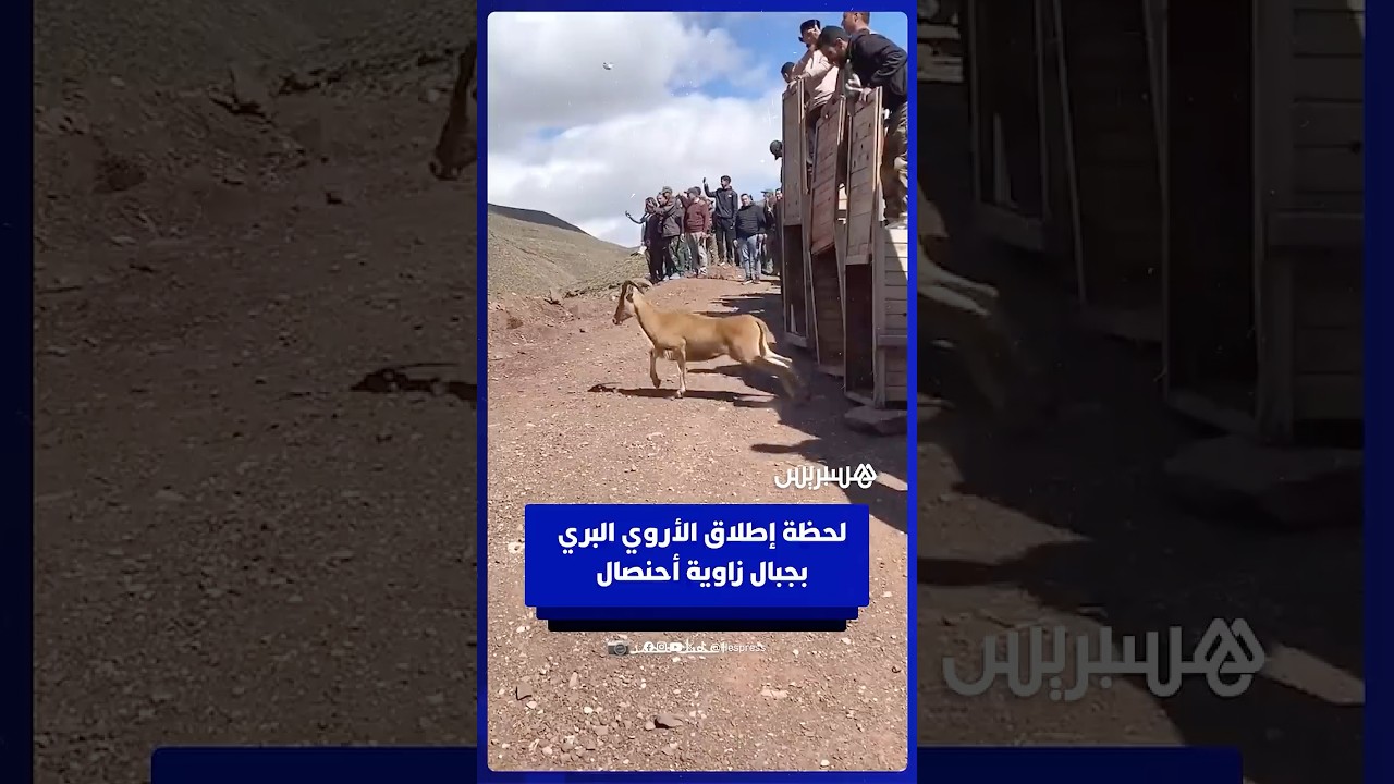 الأروي يؤثث الحياة البرية في زاوية أحنصال بالأطلس الكبير thumbnail