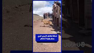 الأروي يؤثث الحياة البرية في زاوية أحنصال بالأطلس الكبير thumbnail