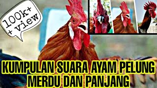 Download lagu Kumpulan suara ayam pelung merdu dan panjang (khascianjur) mp3