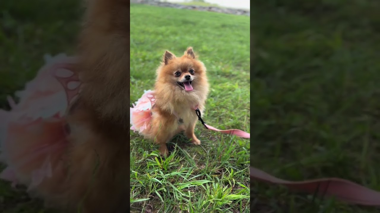 Pomela- Transport, an adopted Pomeranian in Wilmington, OH video 6/6