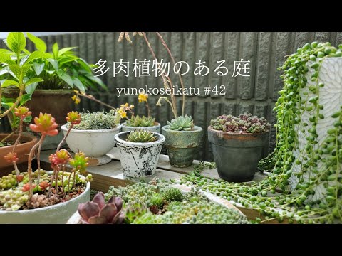 屋外の多肉植物シート 美しい多肉植物を持つ方法 ロックガーデン