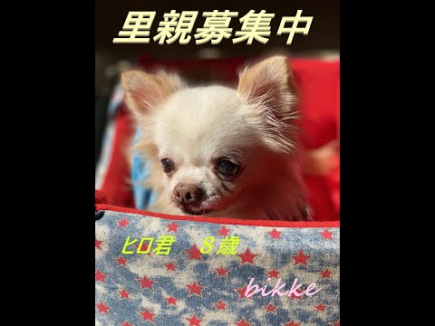 里親募集中の保護犬の紹介動画を作成します イメージ1