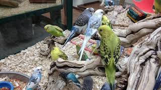 Parakeets at Pet Expo in Mankato, Minnesota