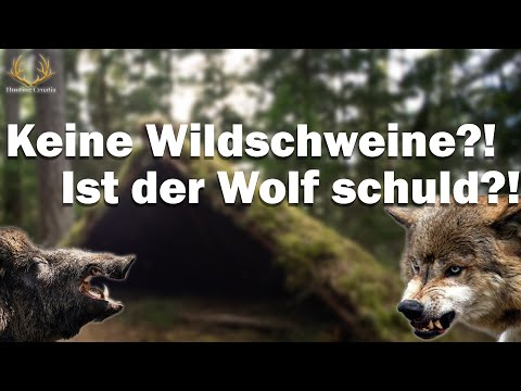 Wildschweine 🐗 vom Wolf 🐺 verjagt?  | Jagd Vlog Teil 2