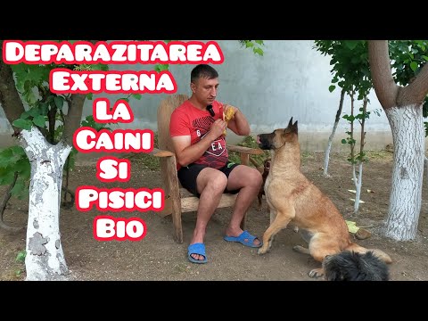 Deparazitarea cainilor si pisicilor cand alapteaza sau sunt gestante totul bio