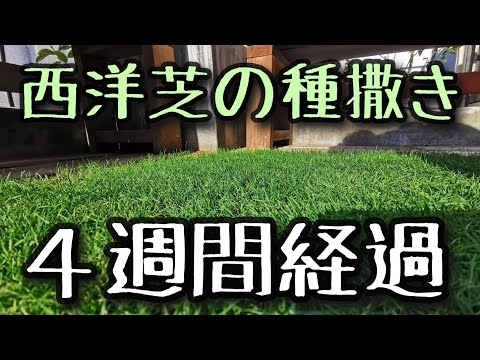 試験済みの芝生種子混合物 トピックス
