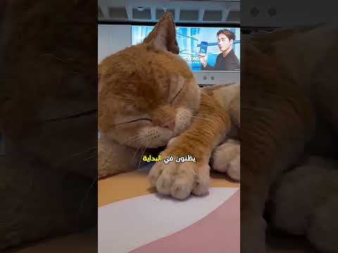هذه القطة الكبيرة تحرس المول 😮 #shorts