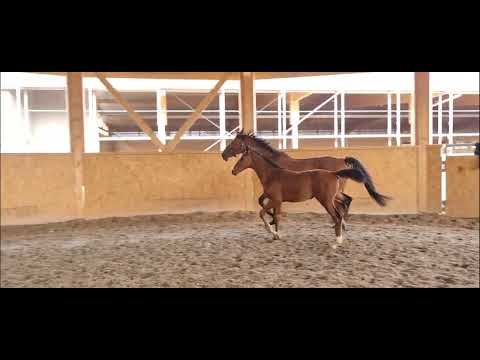 Hengstfohlen von Valverde  zu verkaufen