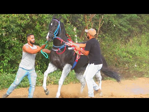 Derby Bahia Futurity e Derby Copa Nordeste -  KYRON SENATOR HBR e KIRA LAKE JAS se consagram!