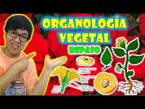 ORGANOLOGIA VEGETAL | REPASO