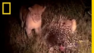 Porcupine vs. Lion | National Geographic