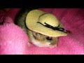 Cute Hamster Wearing A Cute Hat