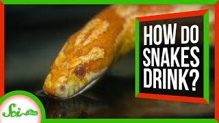 Snakes Use Their Spongy Mouths to Drink