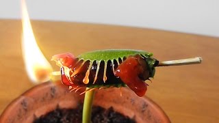 Accidentally set Charlie on FIRE!!