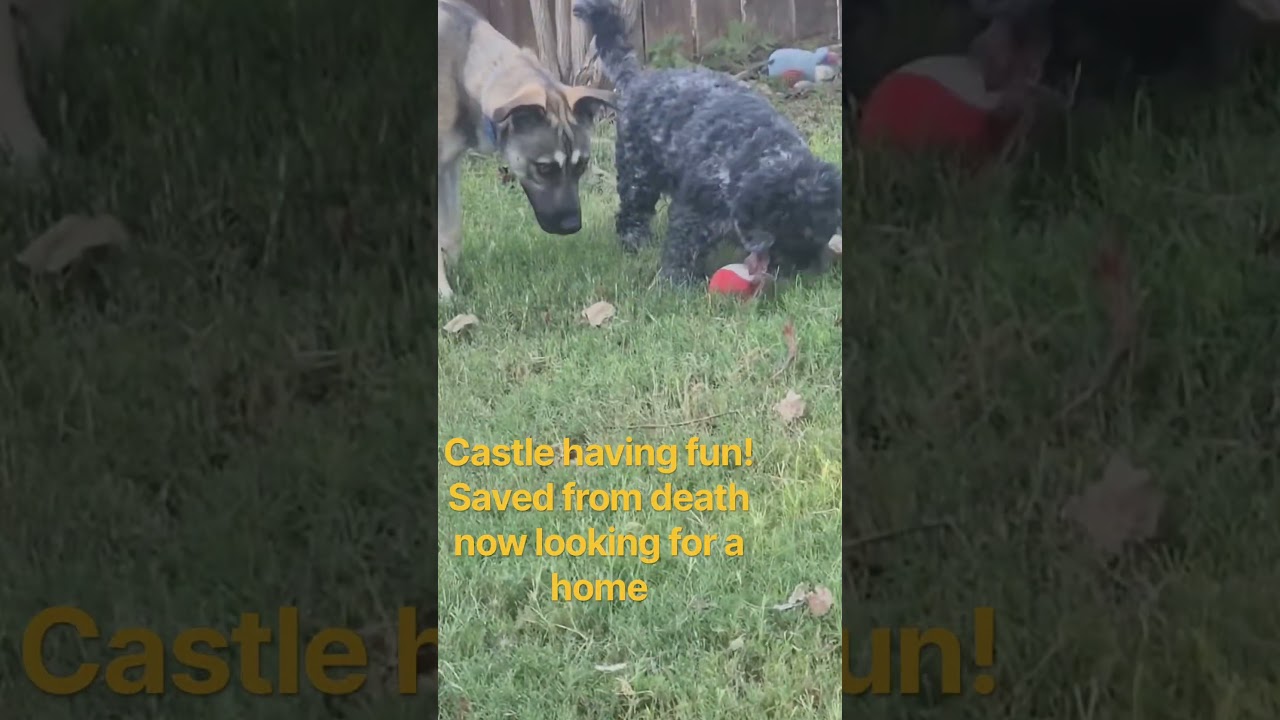 Enlarge Castle, a Adoptable mixed breed in Hagerstown, MD video 2/2