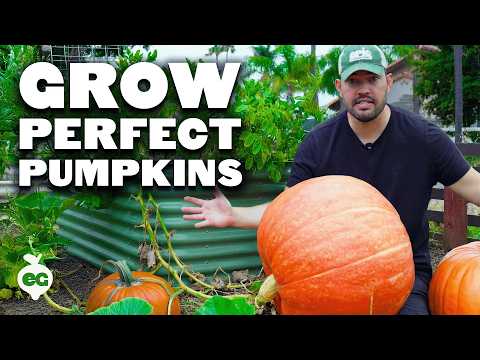Here's How To Grow MASSIVE Pumpkins Before Halloween