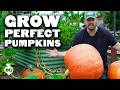 Here S How To Grow MASSIVE Pumpkins Before Halloween