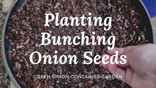 Planting Bunching Onion Seeds, Green Onion Container Garden