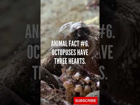 Mind-Blowing Octopus Facts: Masters of the Deep Unveiled!