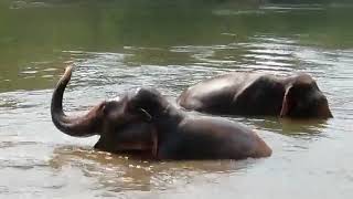 preview picture of video 'Elephant Park Sanctuary'