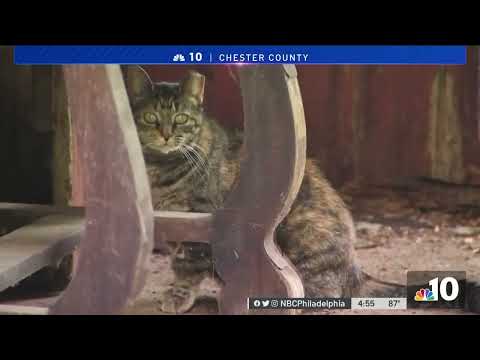 19 Cats Need New Home After the Owner's Farm Is Sold