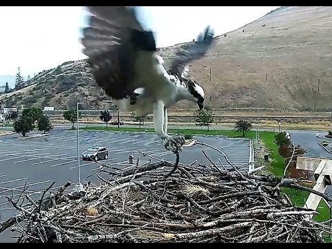 Louis brings a stick, goes after at least one other Osprey seen high over the trees 2018 08 21