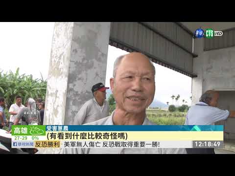 555公斤三星蔥不翼而飛 2賊落網