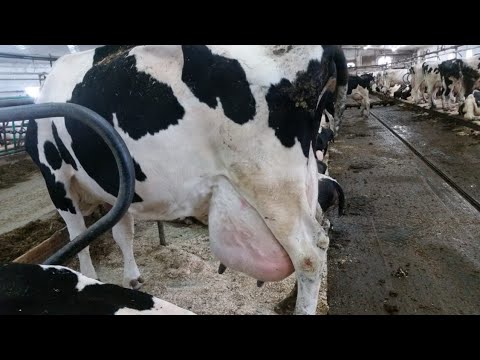 , title : 'cuanto de leche produce al día una vaca holstein (hoster) ganado lechero 🐄🐄🐄🐄🐄'