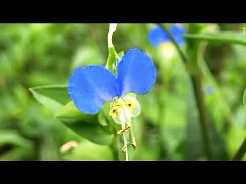 Cochliostemaodoratissimum