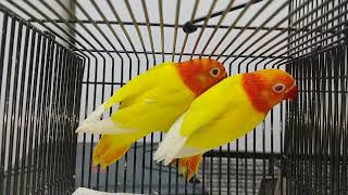 Lutino fisher opaline 5 months