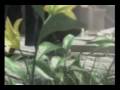 FF7 Advent Children James Blunt No Bravery
