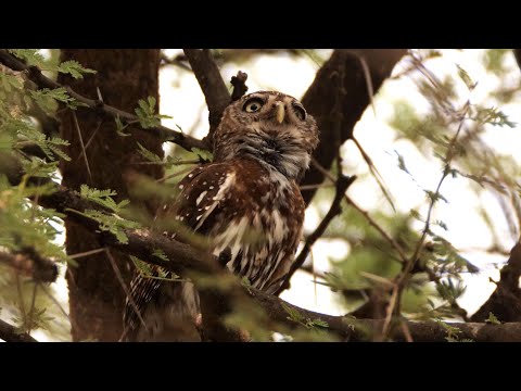 Pearl-spotted Owlet calling — Lake Baringo, Kenya