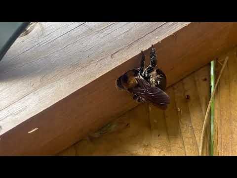 Wooden Gate Attacked by Multiple Carpenter Bees in Neshanic Station, NJ