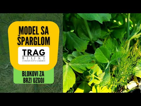 MODEL SA ŠPARGLOM (lat. Asparagus officinalis L.) - BLOKOVI ZA BRZI UZGOJ (2022) [TRAG BILJKE]