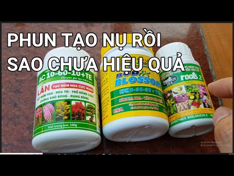 🔴QBS22261 - PHUN PHÂN RỒI MÀ VẪN CHƯA ĐỨNG ĐỌT CHƯA TẠO NỤ PHẢI LÀM SAO | CHĂM SÓC MAI VÀNG THÁNG 8