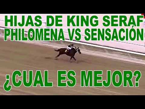 | 🔴 PHILOMENA VS SENSACIÓN | 🔴LAS HIJAS DE KING SERAF | 🔴 CUAL ES MEJOR?