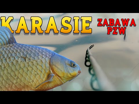 Crucian carp for SWEET - Fun with Method Feeder on the PZW water