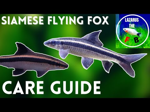 Siamese Flying Fox Shark Care Guide - How To Keep...