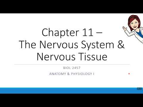 Chapter 11 - Signal Processing & Neuron Repair