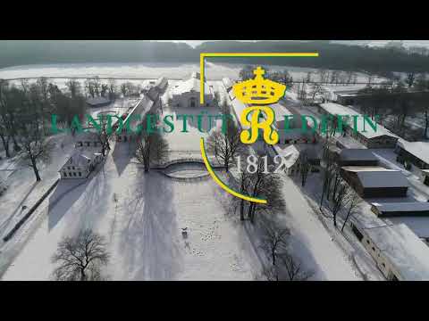 Akando, DSP, Hengst v. Askari - Askanier * 2018