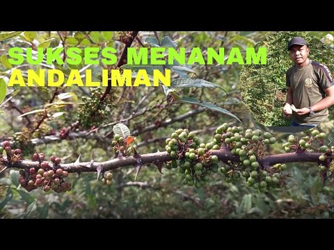 , title : 'Sukses Menanam Andaliman || Plant Andaliman'