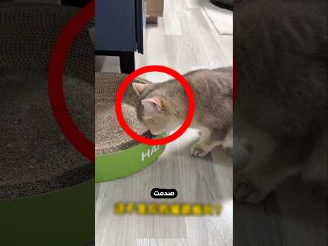 القط يجد الكثير من الذهب!😮