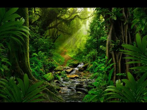 8 Hours of Birds Singing on the Lakeshore and Water Sounds Relaxing Nature Sounds Mount Shuksan