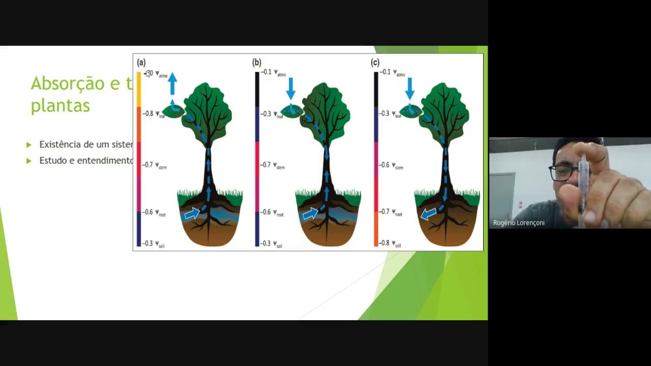 Aula 4 Absorção e transporte de água solo planta atmosfera Vídeo aula 1